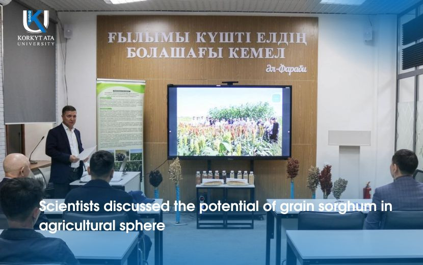 Scientists discussed the potential of grain sorghum in agricultural sphere