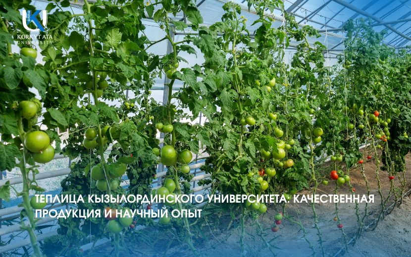 ТЕПЛИЦА КЫЗЫЛОРДИНСКОГО УНИВЕРСИТЕТА: КАЧЕСТВЕННАЯ ПРОДУКЦИЯ И НАУЧНЫЙ ОПЫТ